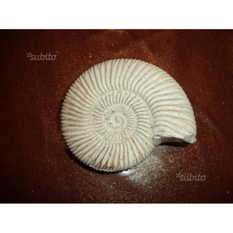 Ammonite fossile - Perisphinter