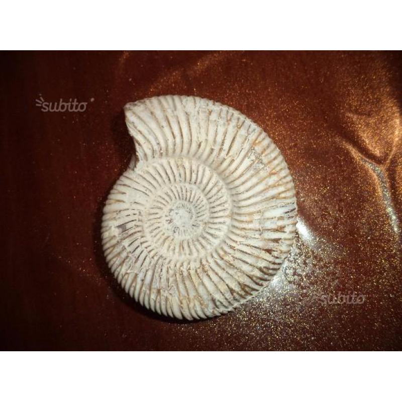 Ammonite fossile - Perisphinter